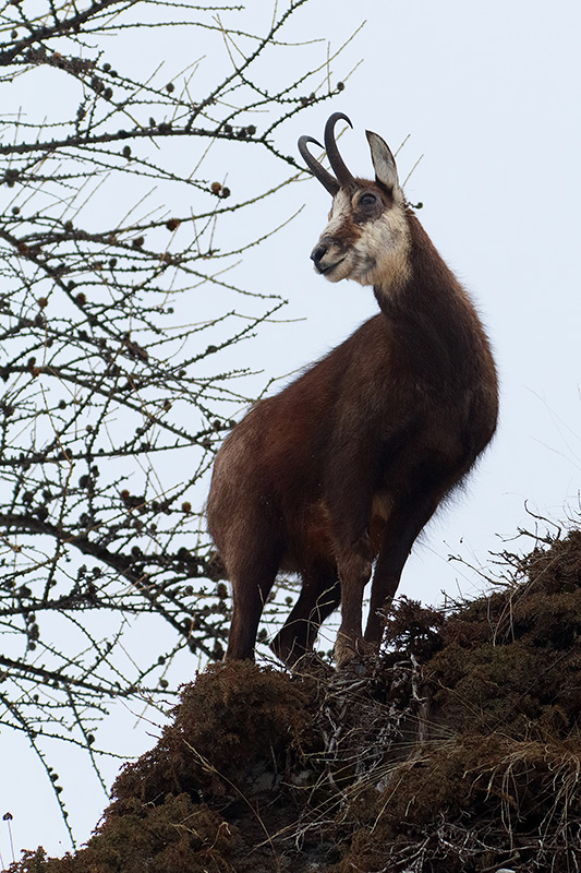 Camosci gran paradiso